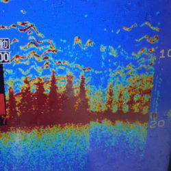 THESEAMAN(ザシーマン) 釣果