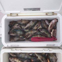 フィッシング キッタカ 釣果