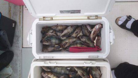 フィッシング キッタカ 釣果