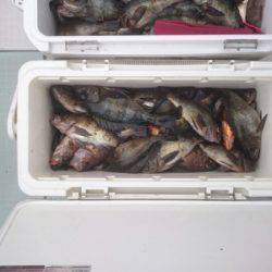 フィッシング キッタカ 釣果