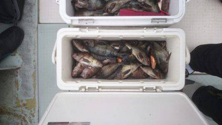 フィッシング キッタカ 釣果