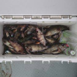 フィッシング キッタカ 釣果