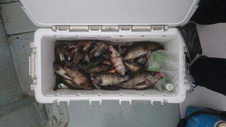 フィッシング キッタカ 釣果