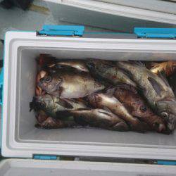 フィッシング キッタカ 釣果