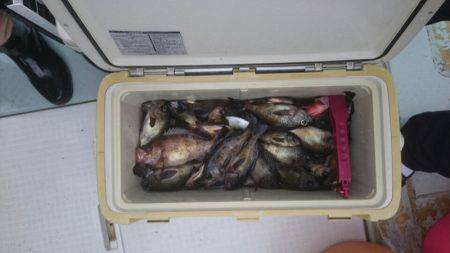 フィッシング キッタカ 釣果