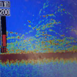 THESEAMAN(ザシーマン) 釣果