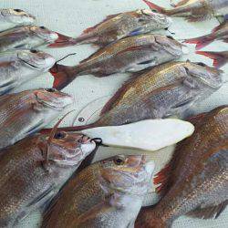 タイラバ遊漁船 ワンピース 釣果