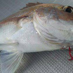 タイラバ遊漁船 ワンピース 釣果