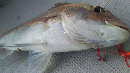 タイラバ遊漁船 ワンピース 釣果