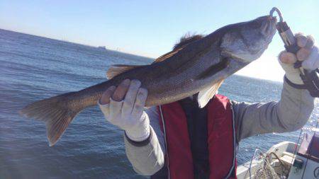 ＴＨＥＳＥＡＭＡＮ（ザシーマン） 釣果