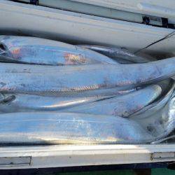 金沢八景鴨下丸 釣果