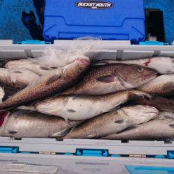 海龍丸(石川) 釣果