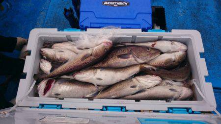 海龍丸(石川) 釣果