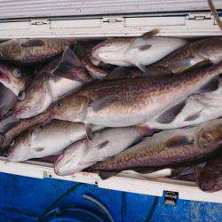 海龍丸(石川) 釣果