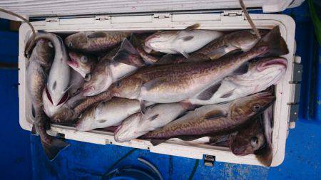 海龍丸(石川) 釣果