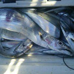 サンマリン 釣果