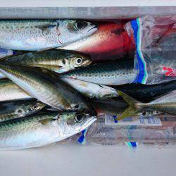 あみや渡船 JIGBOY 釣果