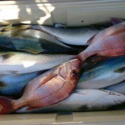 遊漁船 家入 釣果