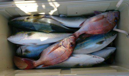 遊漁船 家入 釣果