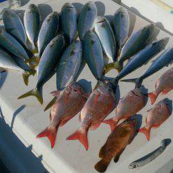 遊漁船 家入 釣果