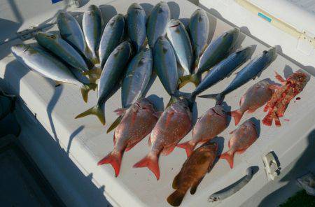 遊漁船 家入 釣果