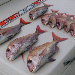 遊漁船 家入 釣果