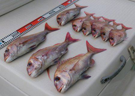 遊漁船　家入 釣果