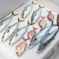 遊漁船 家入 釣果