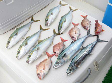遊漁船 家入 釣果