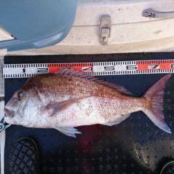 ARCADIAⅡ （アルカディアⅡ） 釣果