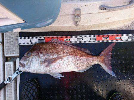 ARCADIAⅡ （アルカディアⅡ） 釣果