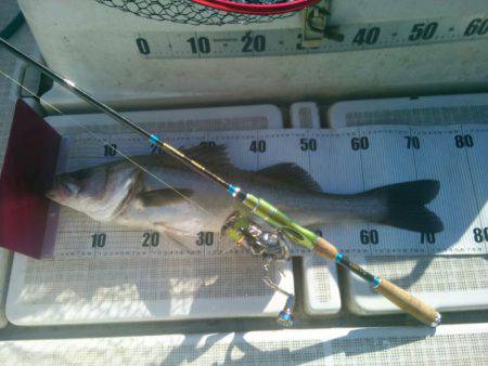 海龍丸(島根) 釣果