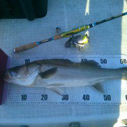 海龍丸(島根) 釣果