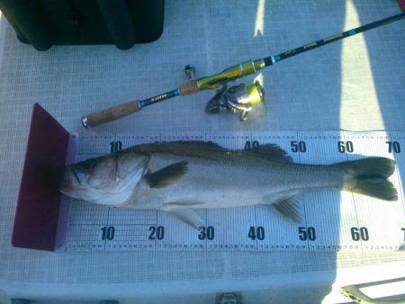 海龍丸(島根) 釣果