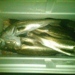 海龍丸(島根) 釣果