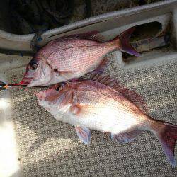 ARCADIAⅡ (アルカディアⅡ) 釣果