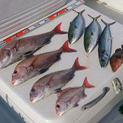 遊漁船 家入 釣果