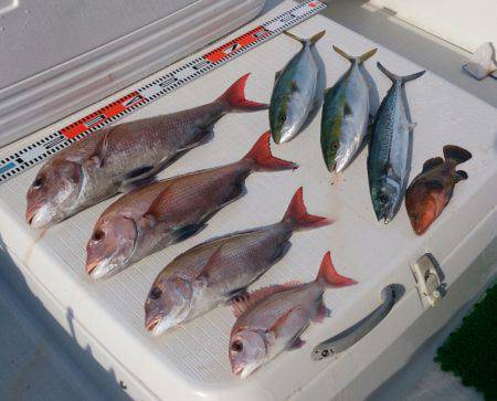 遊漁船 家入 釣果