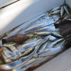 Chase（チェイス） 釣果