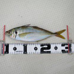 Chase（チェイス） 釣果