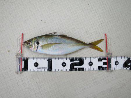 Chase（チェイス） 釣果