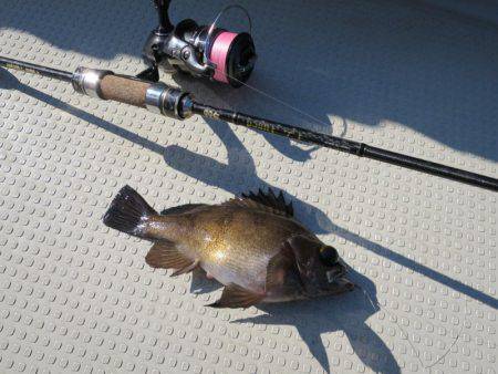 Chase（チェイス） 釣果