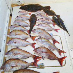 マリンガイド福丸 釣果