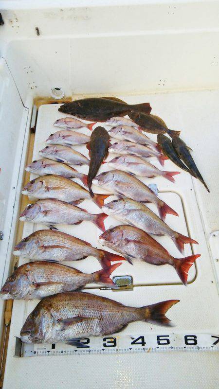 マリンガイド福丸 釣果