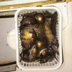 マリンガイド福丸 釣果