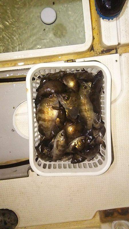 マリンガイド福丸 釣果