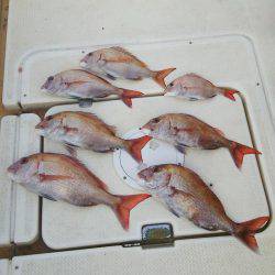 マリンガイド福丸 釣果