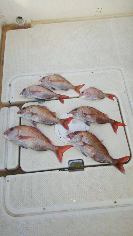 マリンガイド福丸 釣果