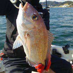 マリンガイド福丸 釣果