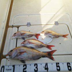 マリンガイド福丸 釣果